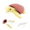 הרכבה צב ים ירוק מגנטי עם שלד Halftoys
