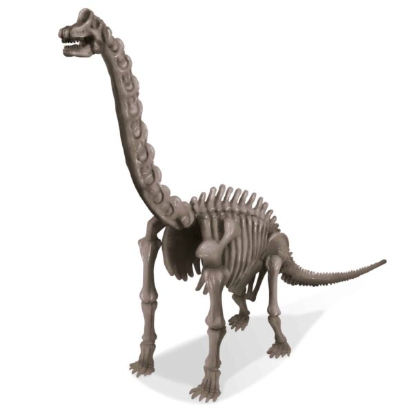 חפירת שלד דינוזאור ברכיוזאורוס Brachiosaurus 4M